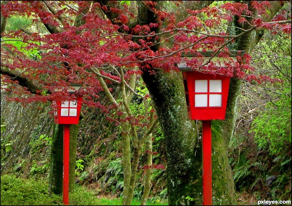 Japanese Lanterns in the Fall