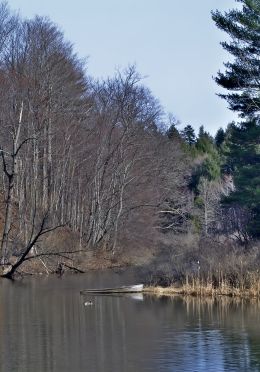 Autumn River Bank