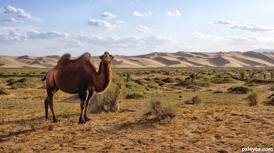 The Gobi Desert