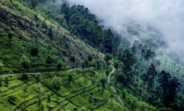 Liptons Tea Gardens