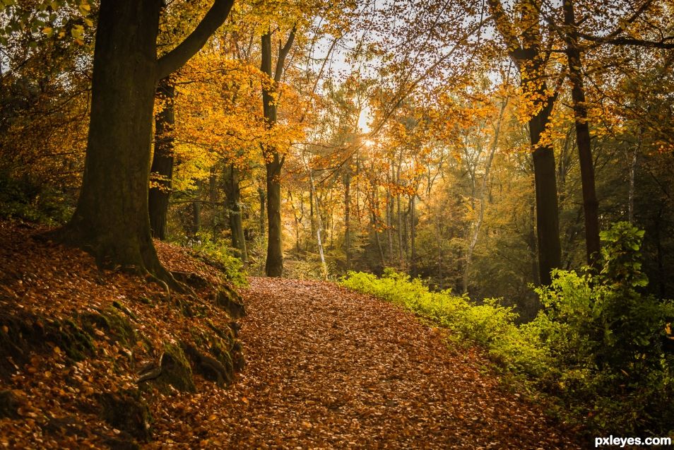 Autumn Forest