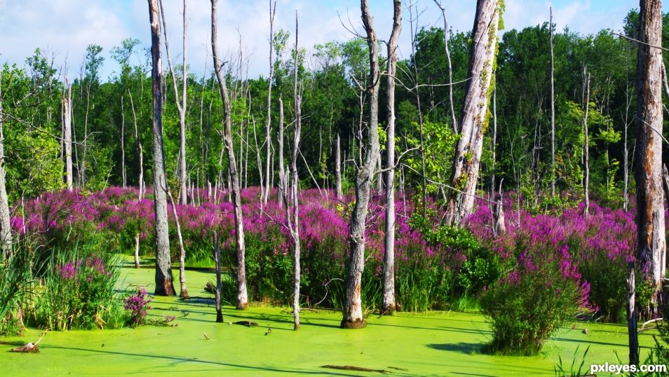 Summer Swamp