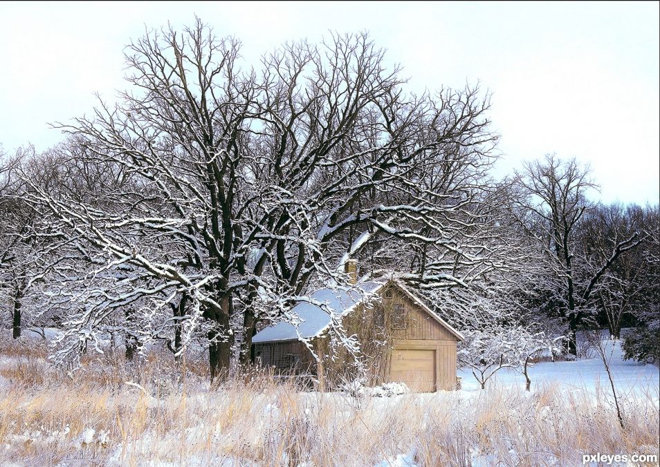 Snow Trees