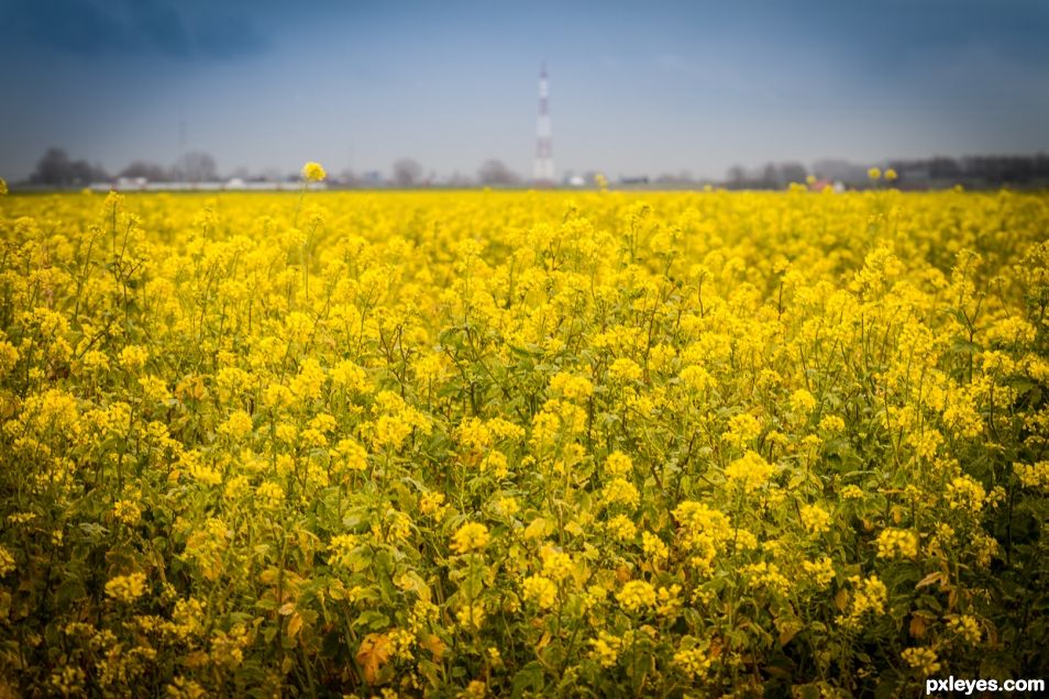 The yellow field