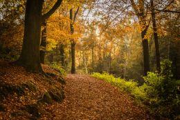 Autumn Forest