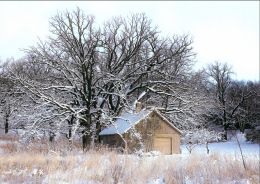 Snow Trees