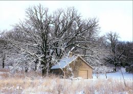 Snow Tree