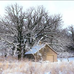 SnowTrees