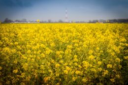 The yellow field