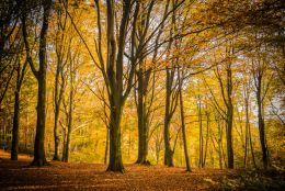 Under the forest