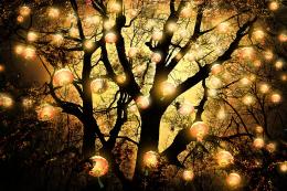 The Lanterns Tree