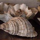 large shell source image