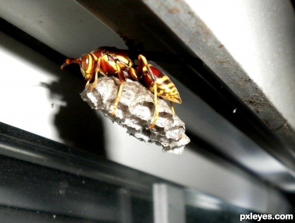 wasp under window