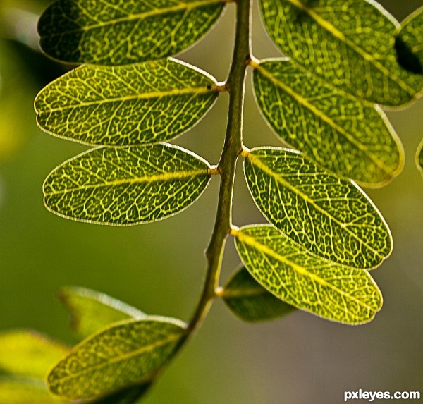 Afternoon sun on small leaves