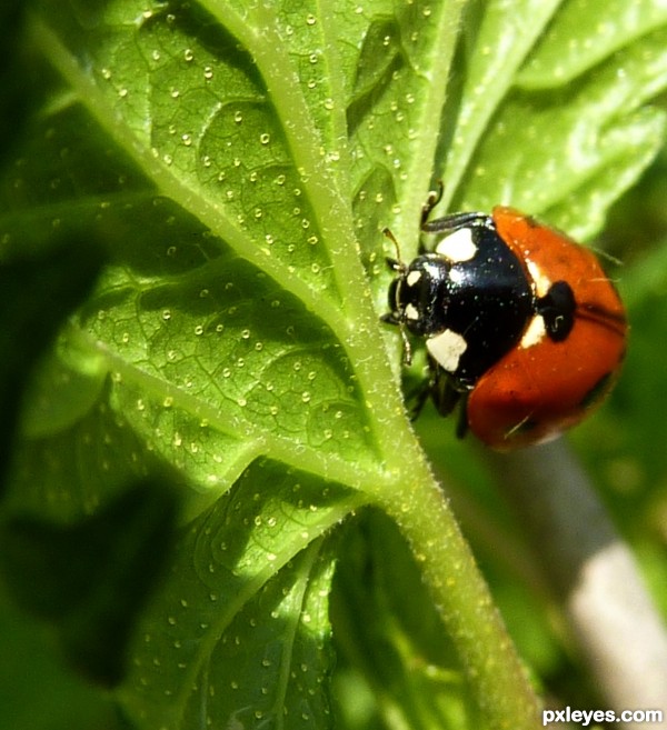 Black currant leaf 