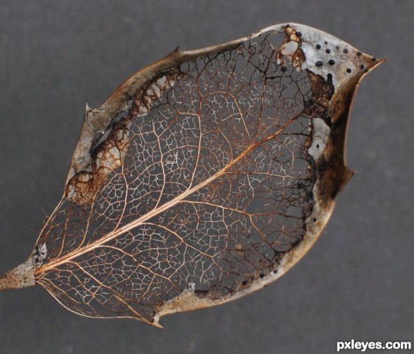 Decaying Leaf