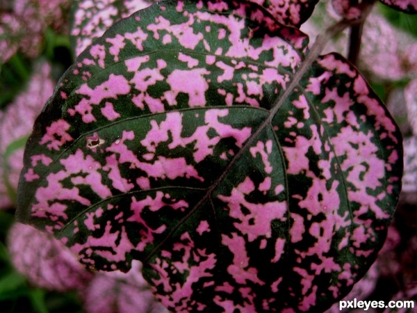 Dotted leaf.