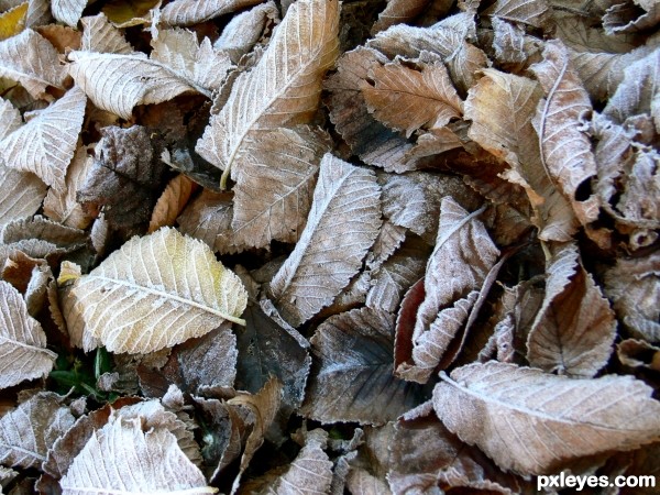 Frosted Leaves