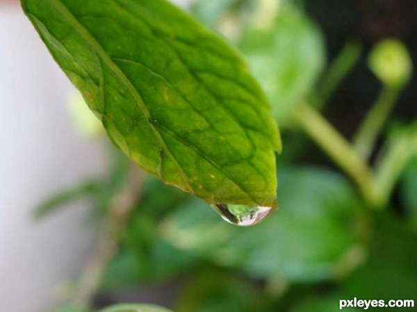 Leaf Love with Dew