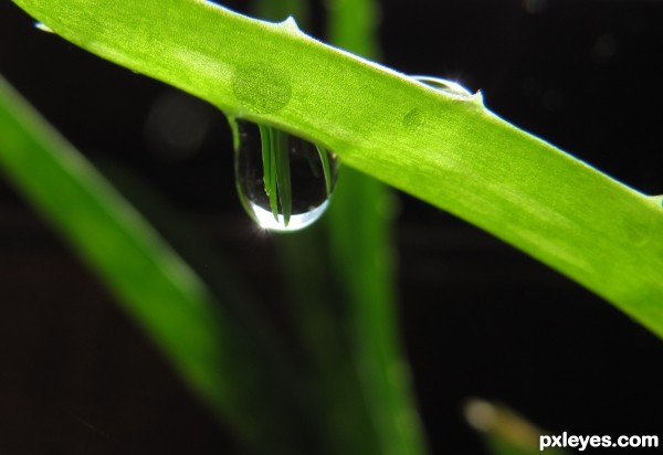 Leaves: Close Up