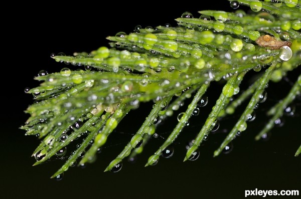 Pine Leaves (Needles)