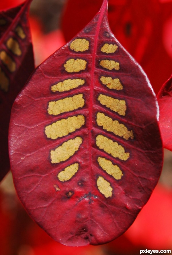 Red and Gold