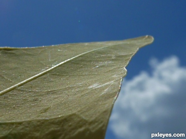 leaf and sky 