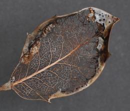 Decaying Leaf