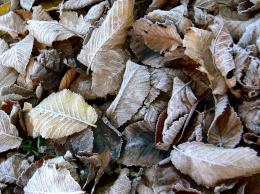 Frosted Leaves