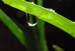 Leaves: Close Up