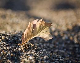 a worthless leaf