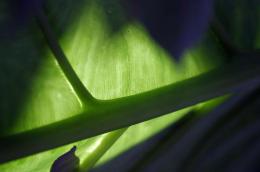 elephant ear