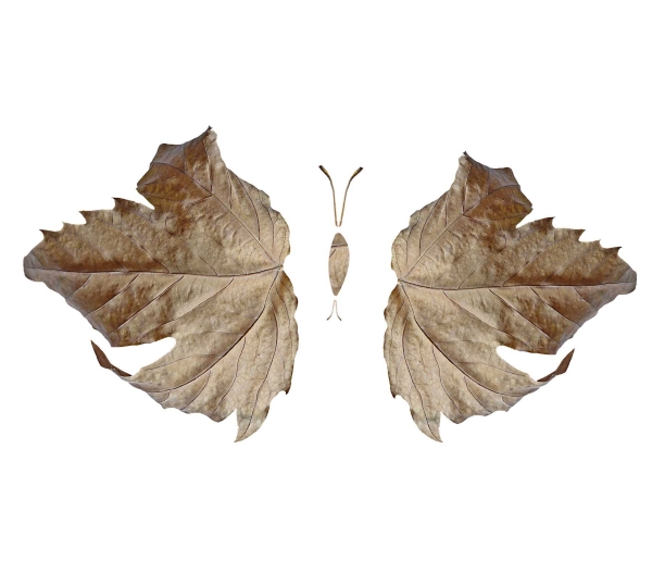 Creation of Butterflies: Step 1