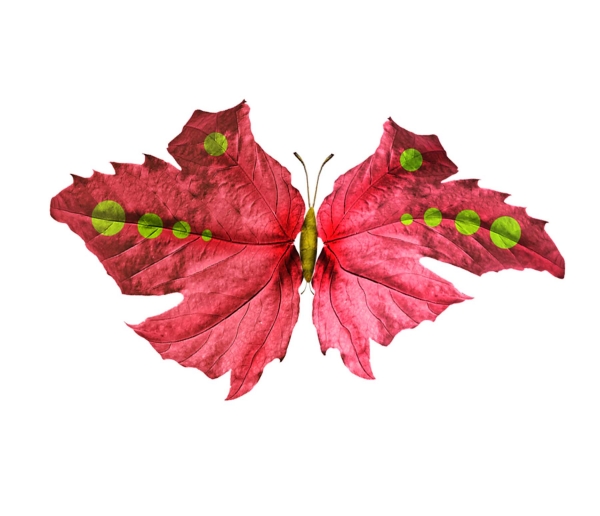 Creation of Butterflies: Step 2