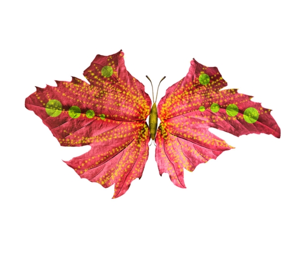 Creation of Butterflies: Step 3