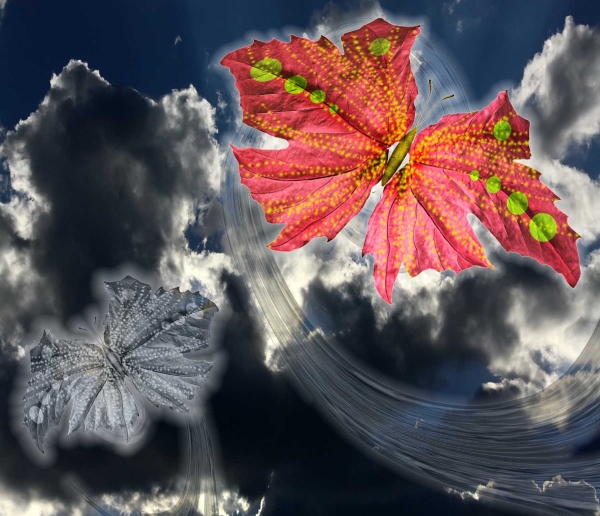 Creation of Butterflies: Step 5