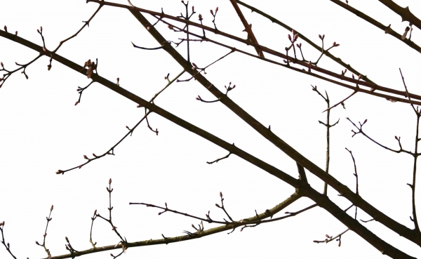 Creation of Birds: Step 1