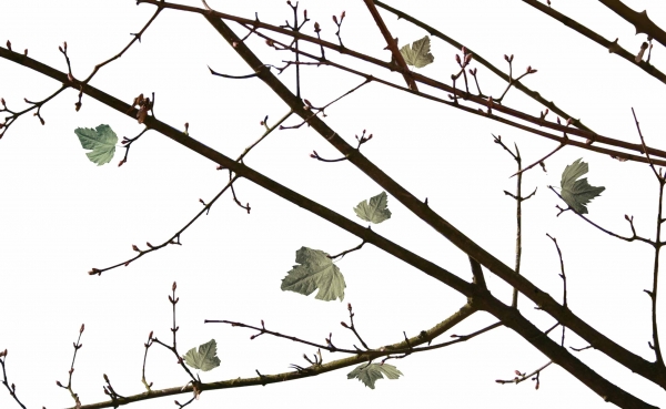 Creation of Birds: Step 2