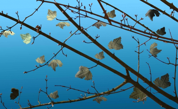 Creation of Birds: Step 3