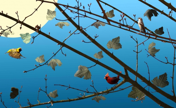 Creation of Birds: Step 4