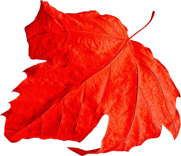 Creation of CANADIAN FLAG: Step 3