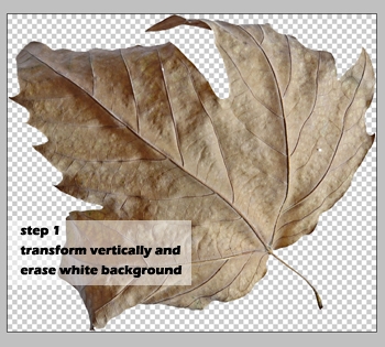 Creation of leafoshop: Step 1
