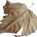 leaf source image