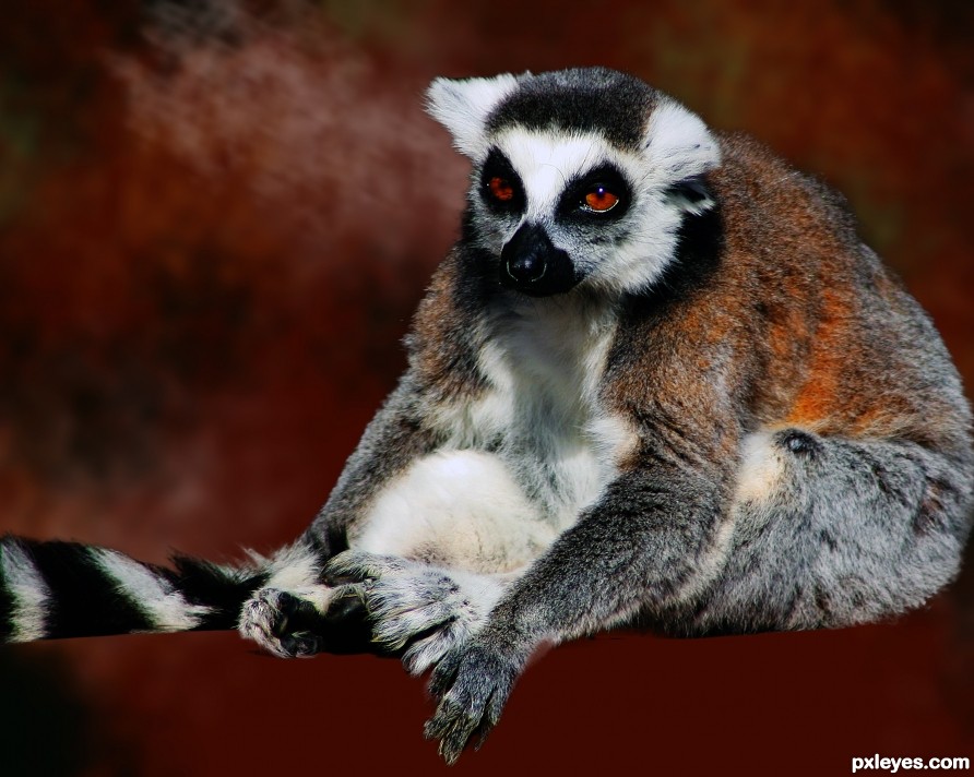 Creation of Please look after this lemur: Step 3