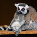 lemur pesimisticous source image