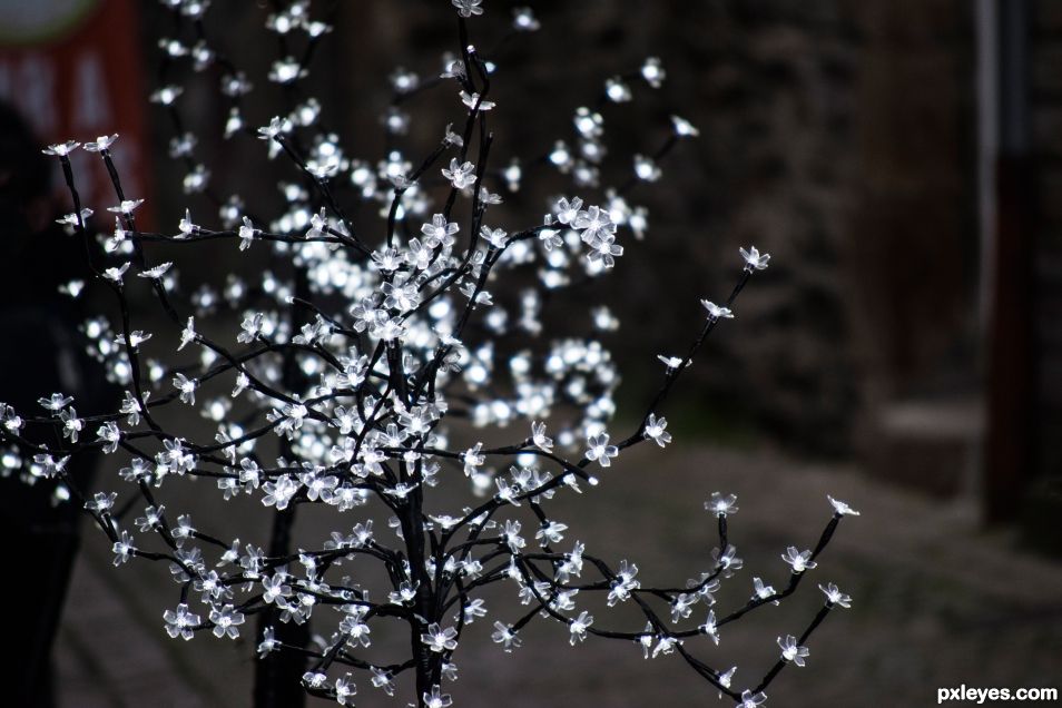 Little Christmas flowers