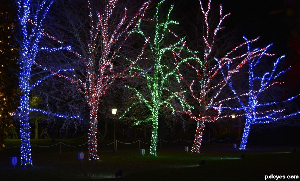 Tree Lights