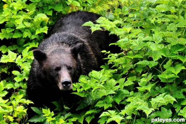 look what I found in the blackberry bushes