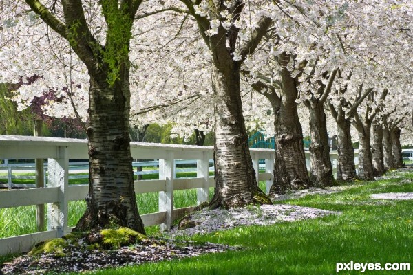 Blossoms