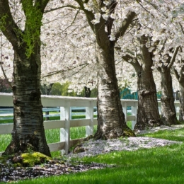 Blossoms